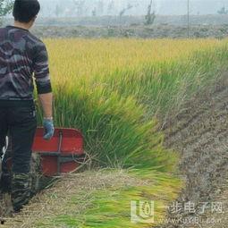 国产辣椒收割机工作视频,革新农业收割新篇章