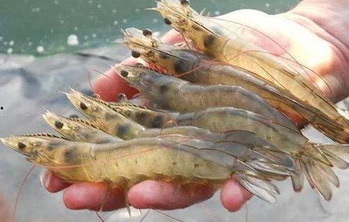 国产大虾剪发视频,一场视觉与技艺的盛宴