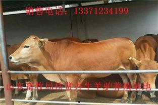 国产黄牛视频观看,观看背后的秘密与现象