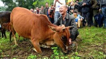 国产黄牛视频观看,观看背后的秘密与现象