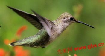 国产蜂鸟无人机仿真视频,揭秘空中猎手的卓越性能与未来潜力