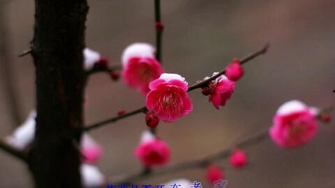 完全国产视频水梅一百