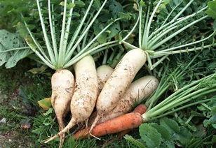 国产萝卜视频,探寻地道美食背后的文化传承