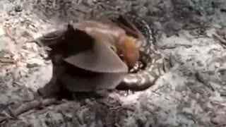 国产蟒蛇全集视频大全,惊险刺激的蛇界传奇