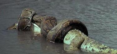 国产蟒蛇全集视频大全,惊险刺激的蛇界传奇  第2张