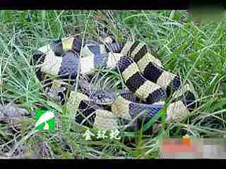 国产蟒蛇全集视频大全,惊险刺激的蛇界传奇  第3张
